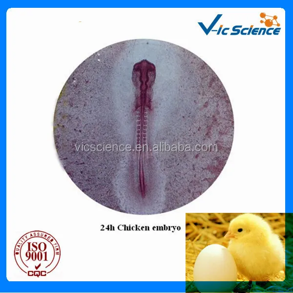 Chicken embryo _1.jpg
