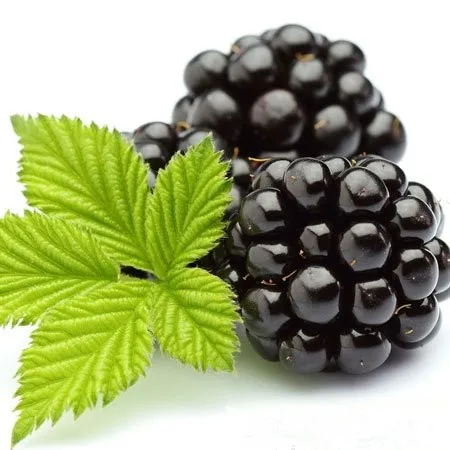 good water soluble anti-oxidant mulberry extract powder with