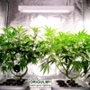 ORiGULM Full Spectrum Samsung Home Plant Tent Light LED Grow Tent Light 660nm Indoor Smart Garden Hydroponic System Tuning Light