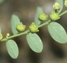 Phyllanthus niruri common name Phyllanthus niruri common name