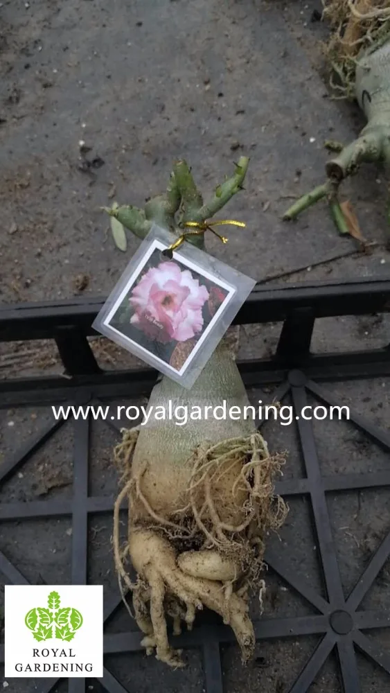 
Adenium obesum grafted 