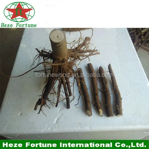 2 paulownia roots.jpg