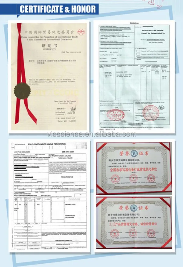 muscles anatomy model.jpg