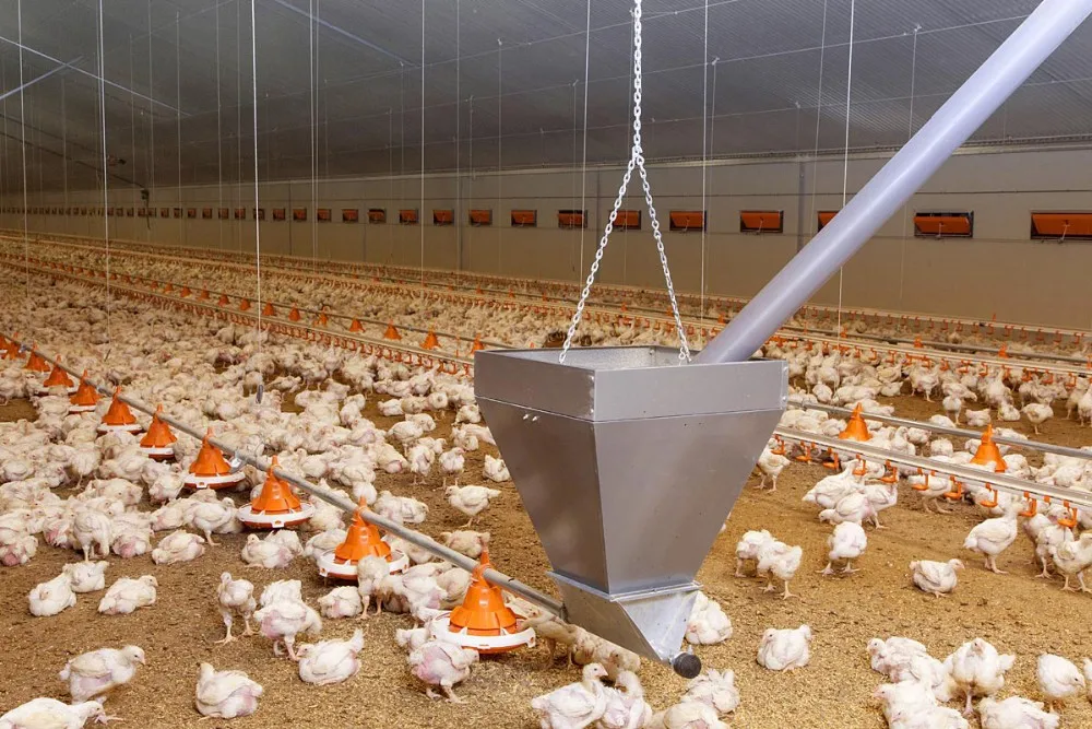 High Quality And Low Price Chicken Farm Used Poultry Equipment Feeder