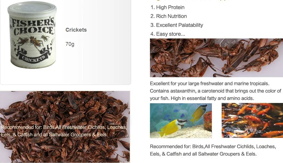 Dried Cricket Dried Insects For Sale Edible Insects For Birds Buy