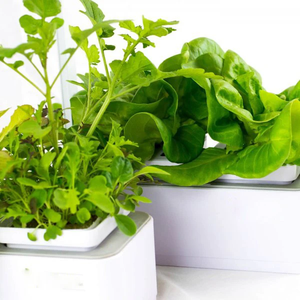 

Popular planter pots with plastic lettuce seed planter