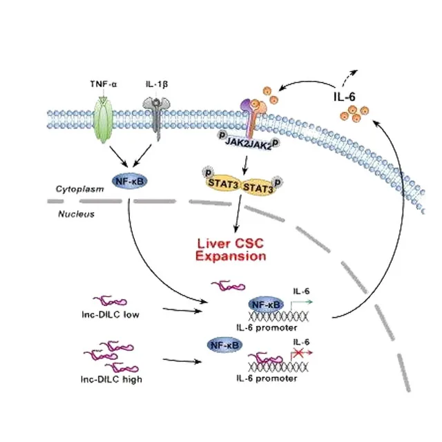 analysis specification  results appearance white powder complies