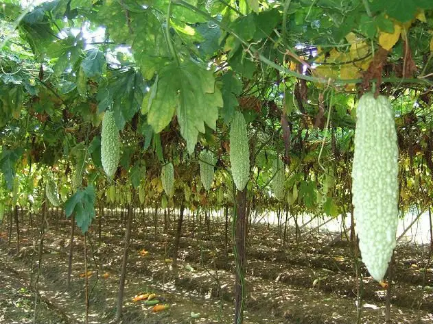 balsam pear bitter melon 01