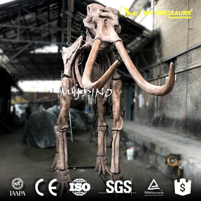 skeleton-elephant.jpg
