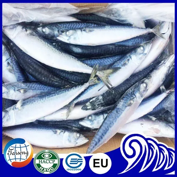 frozen mackerel scomber scombrus.jpg