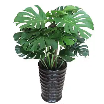 Indoor Outdoor Foliage Plant Bonsai Buy Monstera Deliciosa Liebm Bonsai Wholesale Monstera Deliciosa Liebm Bonsai Varieties Foliage Plants For Sale Product On Alibaba Com