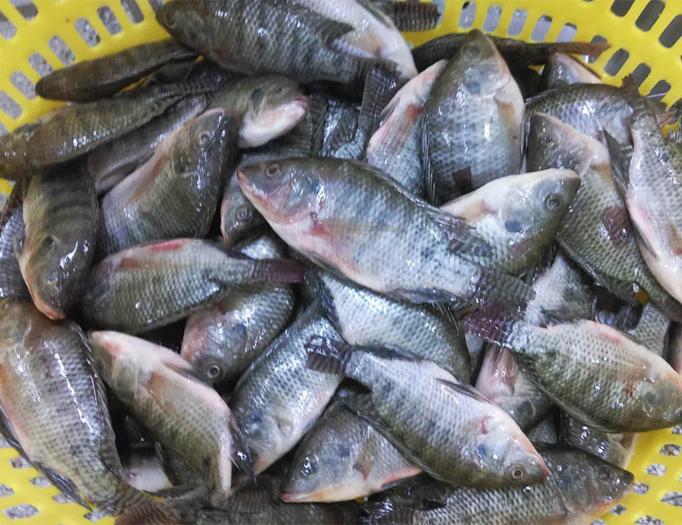 Frozen Tilapia Whole Round 100200g Fresh Fish Buy Tilapia 100200g
