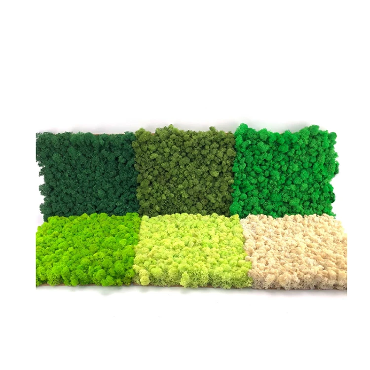 

wholesale preserved real natural moss wall artificial flower moss for decoration, Multi-colored