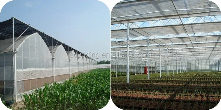 2024 Gutter Connected Polytunnel Film Multi Span Greenhouse Made In ...