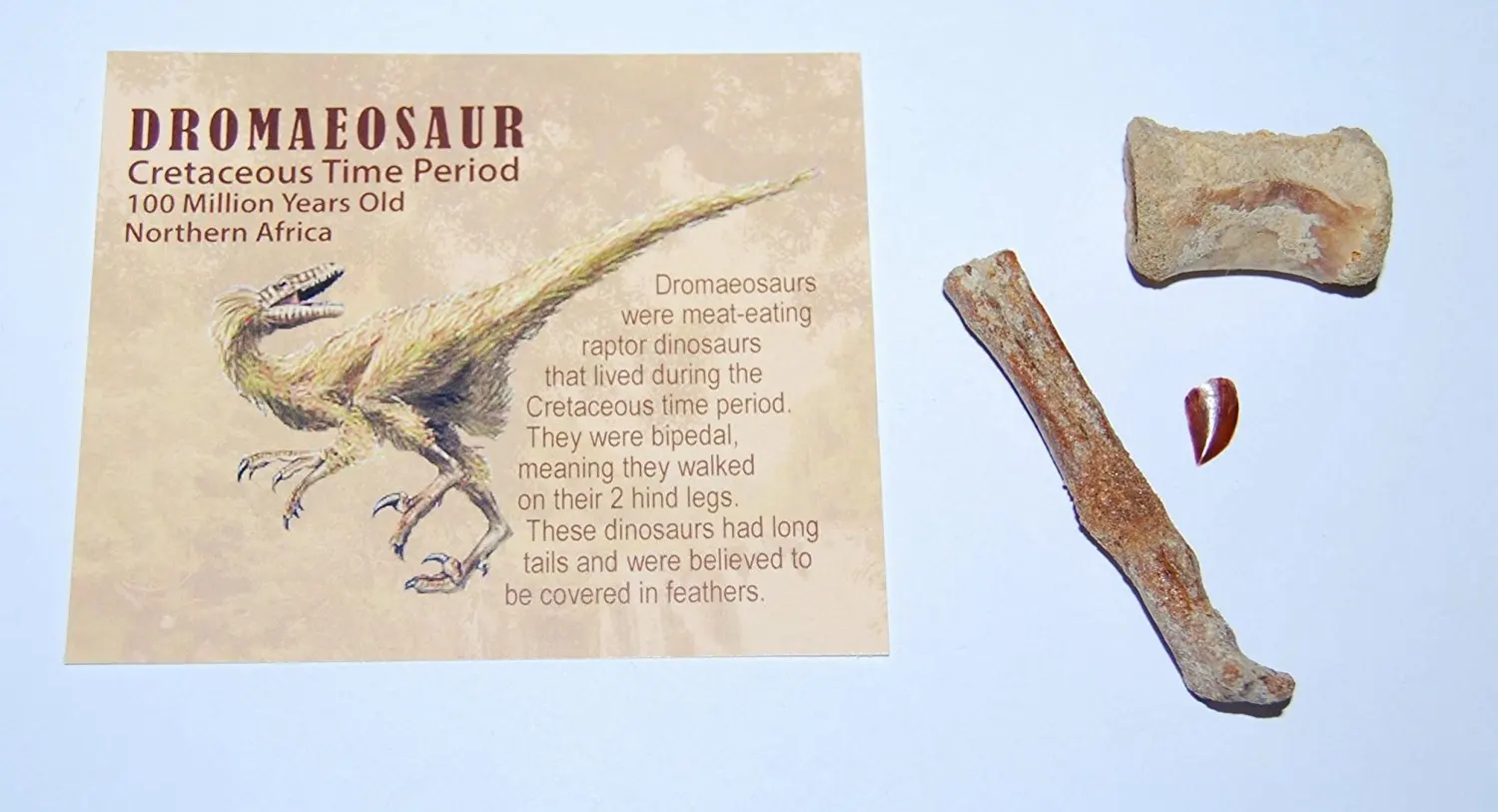 fossil raptor dinosaur