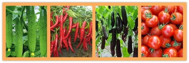 3-Indolebutyric acid (IBA)9