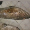 wholesale frozen food giant black grouper fish
