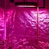 Alibaba Best Sellers High Quality Apollo Series Led Grow Light