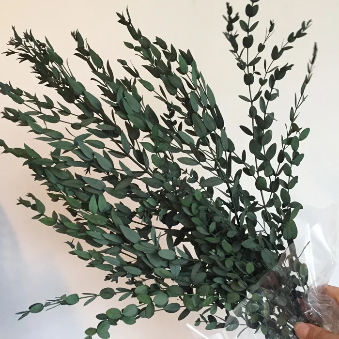 Natural Dried Eucalyptus Branches With Long Lasting Leaves Buy