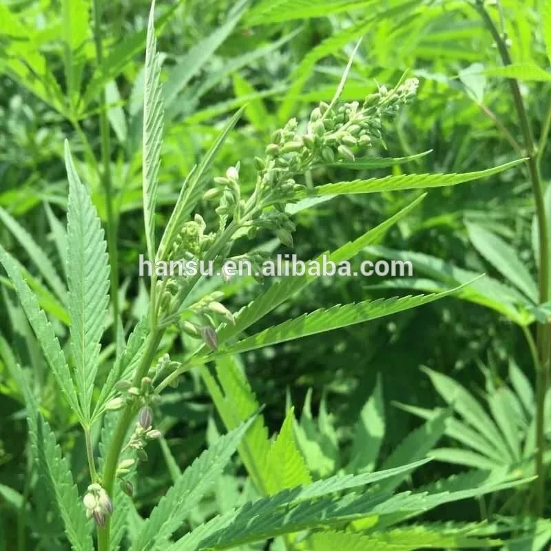 
CBD oil total full spectrum 80-90% pure natural extracts rich in CBDV, CBG, THCV 