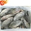 Best Quality arm Raised Tilapia Fish 100-200g for Africa market