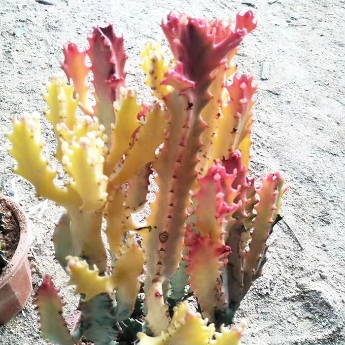 
Wholesale flower cactus nurseries succulent 