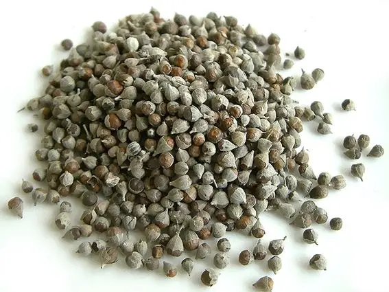 natural fruit chaste berry extract for treating dyspepsia