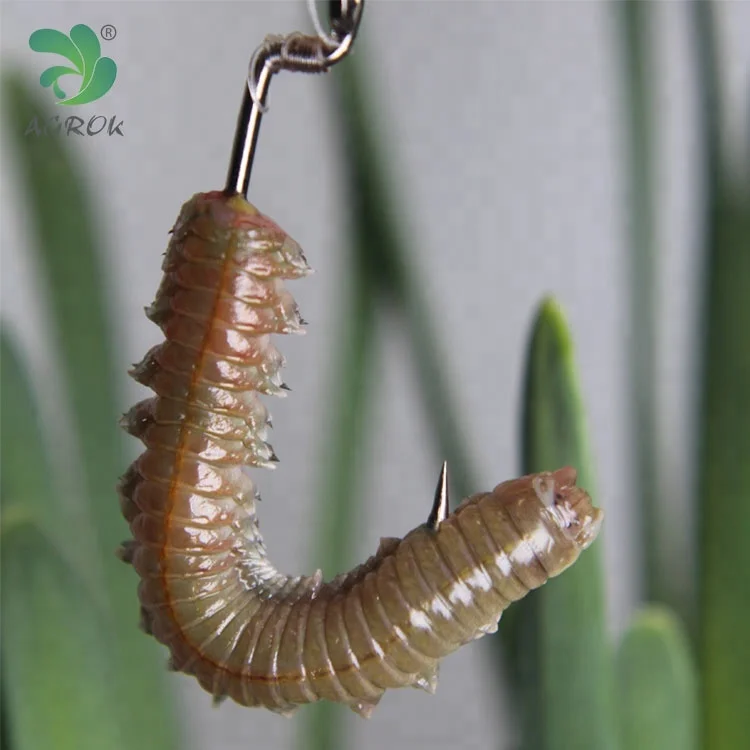 sandworms bait, sandworms bait Suppliers and Manufacturers at Alibaba.com