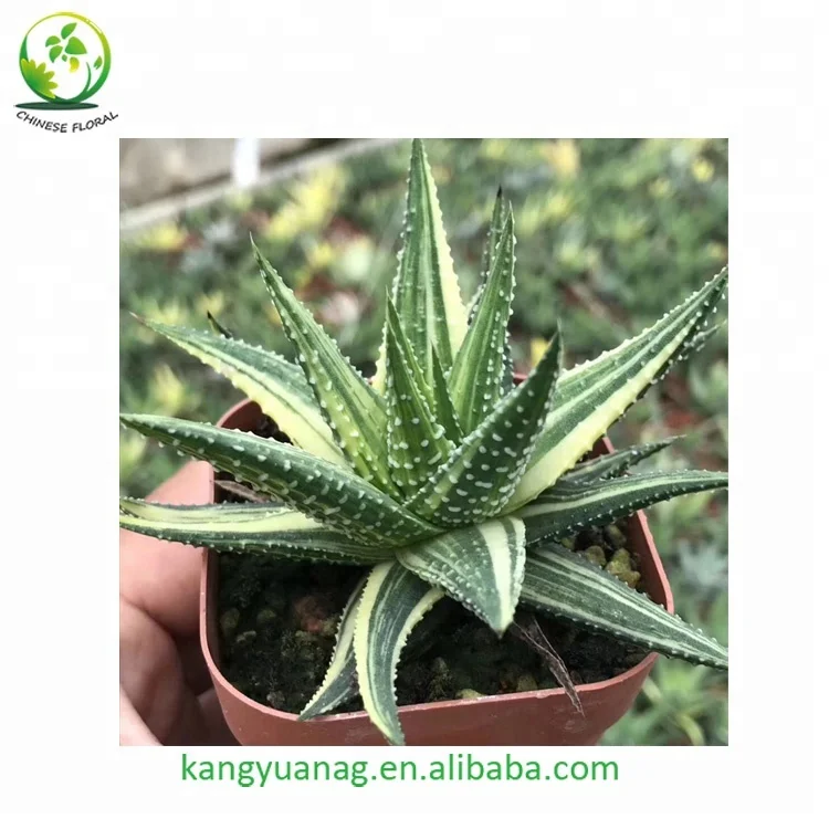 
Beautiful color natural Haworhtia margaritifera variegata 