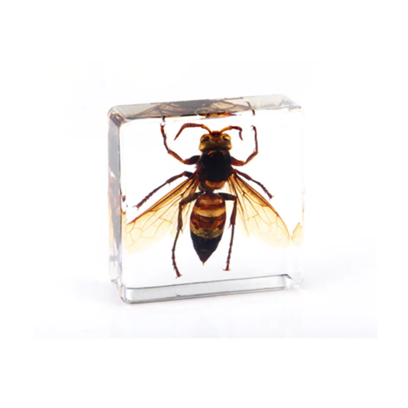 lycorma delicatula acrylic animal insect specimens for early