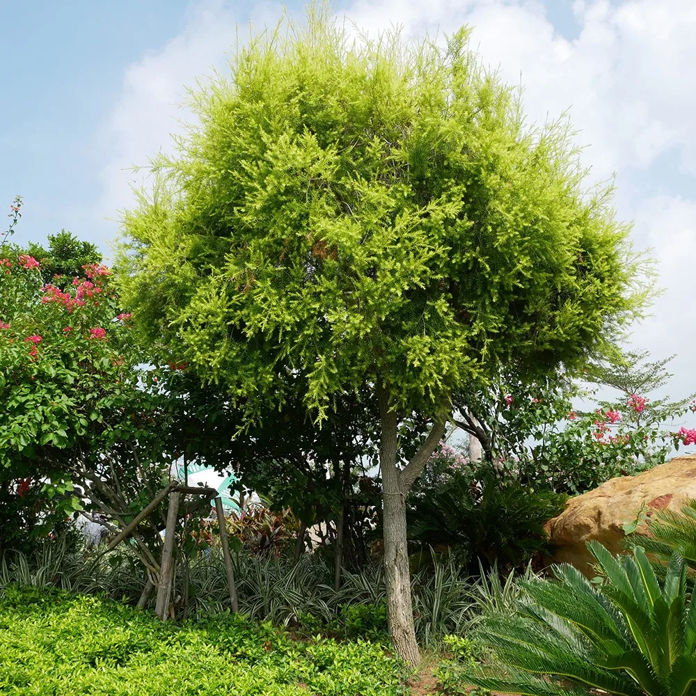 Whitecream Flower Color Real Live Arbor Plant Black Teatree Melaleuca