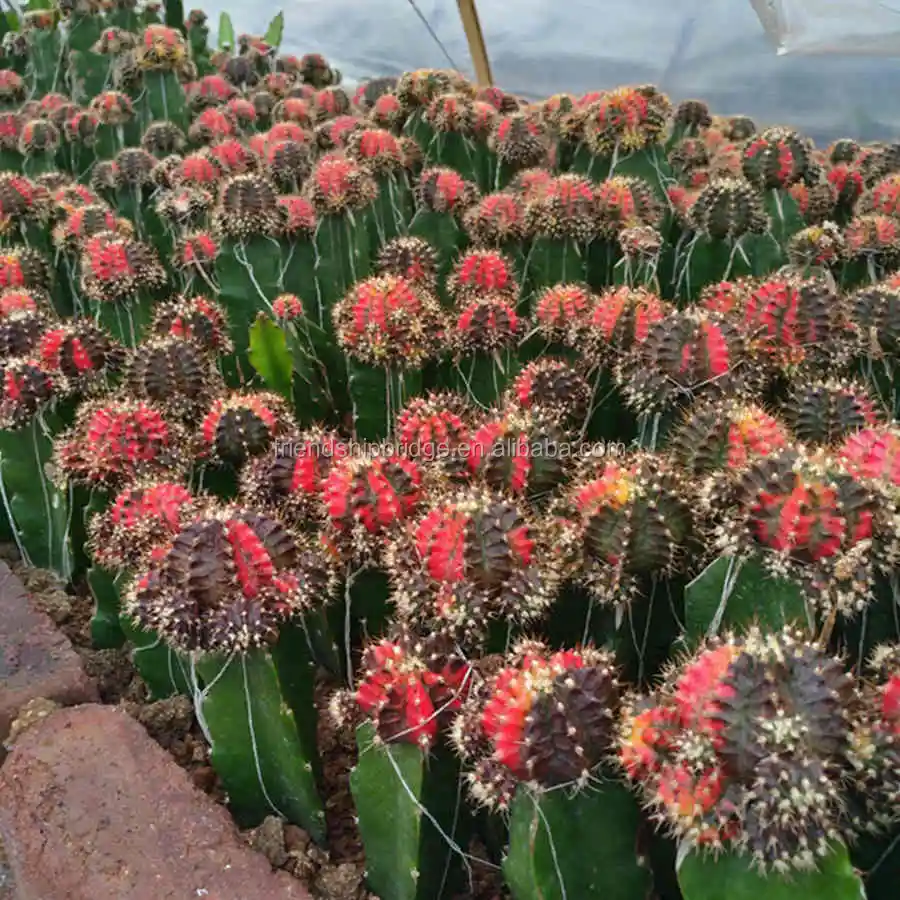 
Gymnocalycium mihanovichii var.friedrichii grafted Mini colorful Cactus 