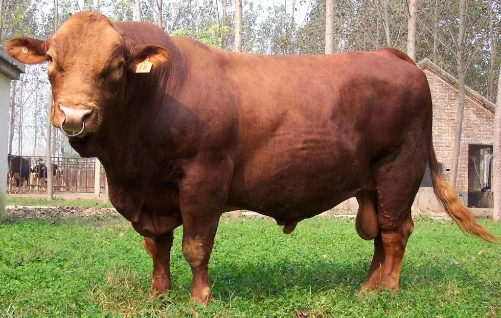 最大的牛种图片
