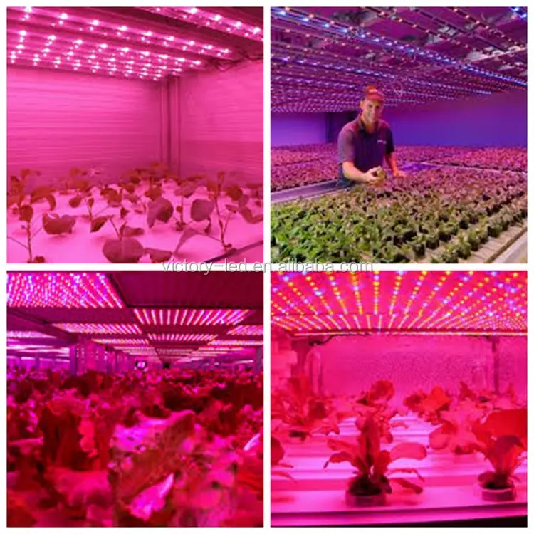 Professional design 1200m 18w t8 led plant grow light tube