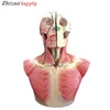 The dissection model of head and cervix neck with brain N, A anatomical