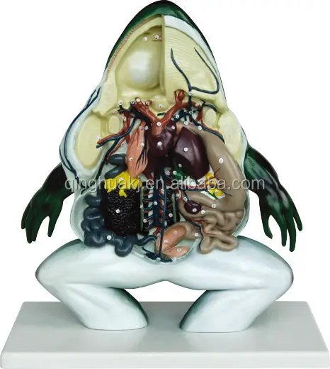 Препарировать лягушку. Анатомия лягушки для рисования. Препарирование животных. Анатомия лягушки. Препарировать лягушку.