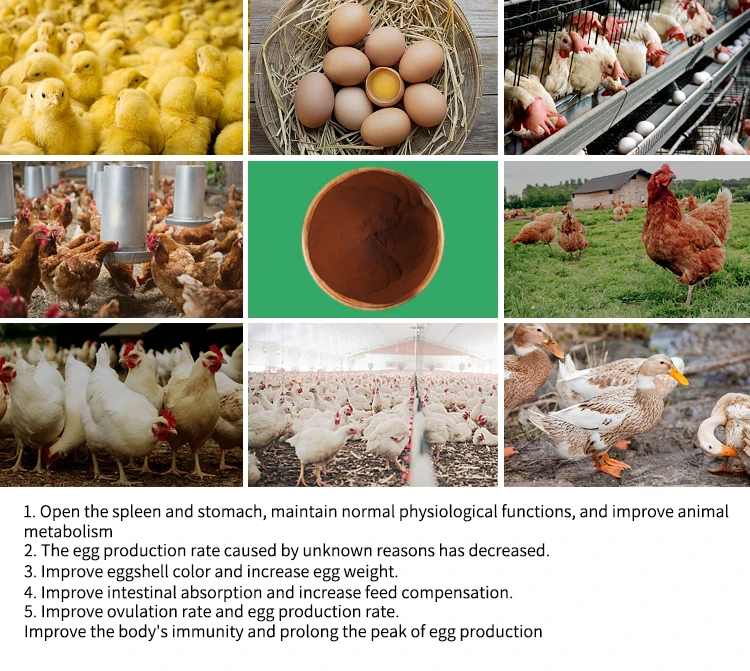 Veterinary Medicine Poultry Feed Additives Increase Eggs Production ...