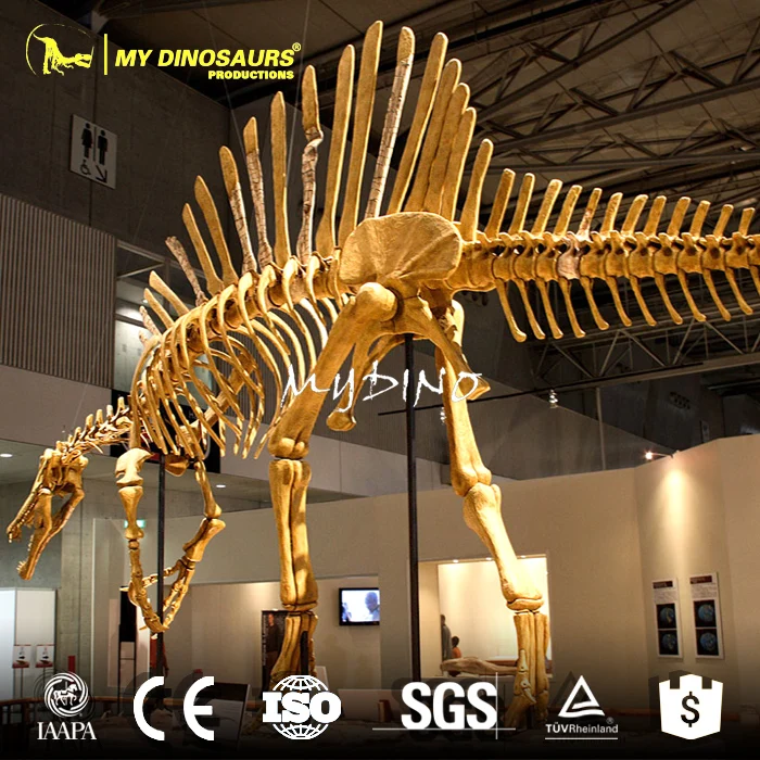 dinosaur skeleton replicas for sale