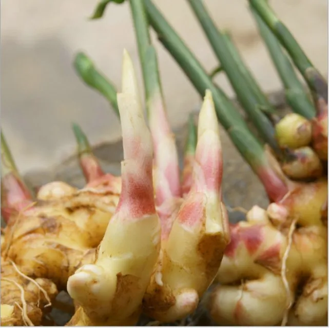 семена имбиря фото. Zingiber officinale rose. семечки имбиря. семена имбиря картинки. семена имбиря.