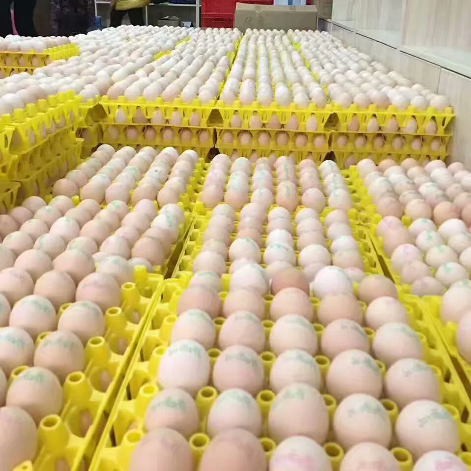 Egg Tray 42 Holes For Chicken Egg Storage Transportation Incubator