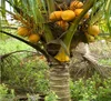 natural coconut fruit palm tree