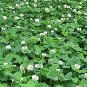 
freeze resistance Grass seed high quality Trifolium repens seeds Forage grass seeds 