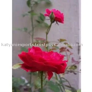 
100 % Organic Natural & Pure Attar Gulab (Rose)/ Best Pure Attar Gulab (Rose) 