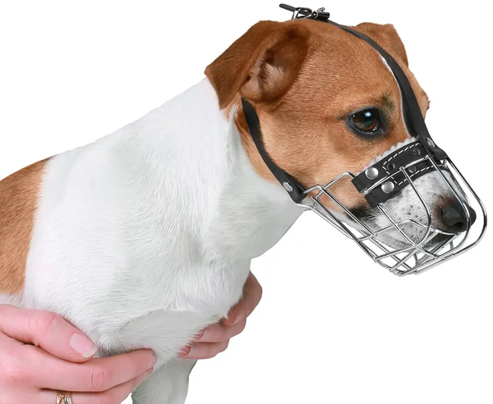 tiny dog muzzle