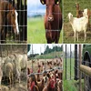 Galvanized Iron Wire Woven rabbit guard fence lowes hinge joint goat fencing
