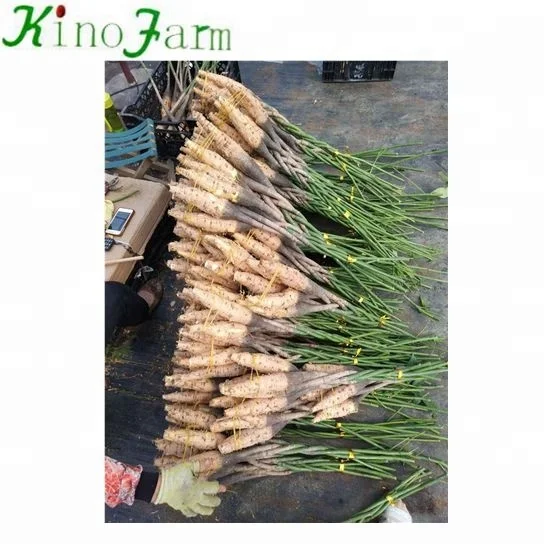 
pachira money trees plant 