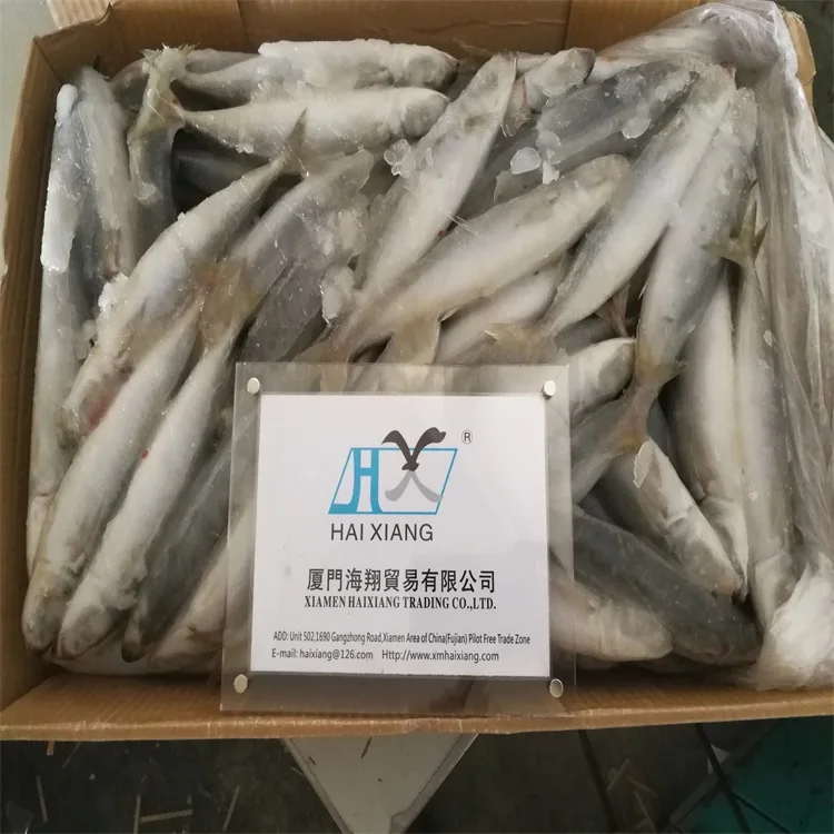 mackerel fish
