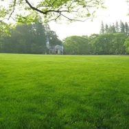 
High qualityTall Fescue Seeds Lawn seed for Garden Park lawn Trampling 