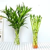 Ornamental plant bonsai Bambusa multiplex