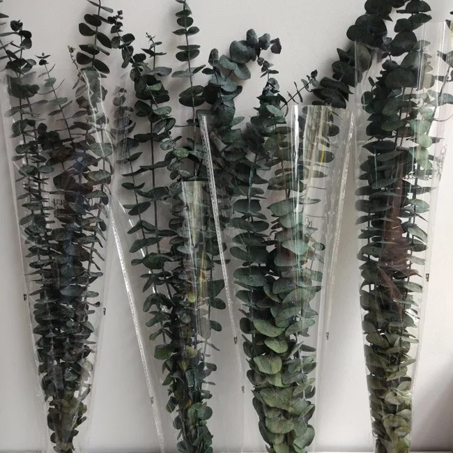 3040 Cm Preserved Eucalyptus Leaves Real And Fresh Eucalyptus Buy